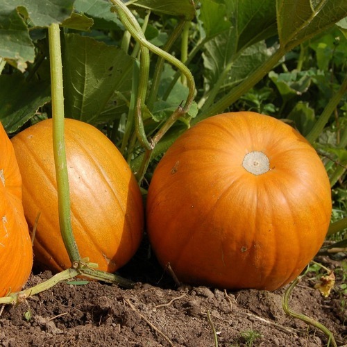 Gartentipps f&uuml;r den September