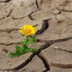 Wie begegne ich der Trockenheit in meinem Garten?