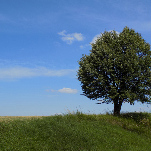 Artenschutz-Pflanzen und Tiere der roten Liste